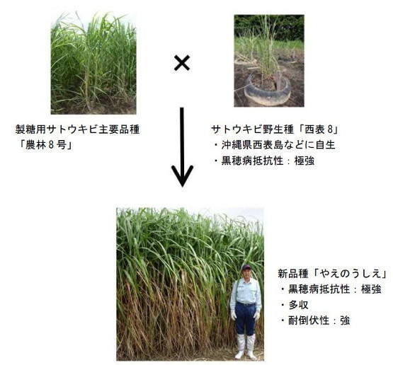 図1 種間交雑により育成された「やえのうしえ」