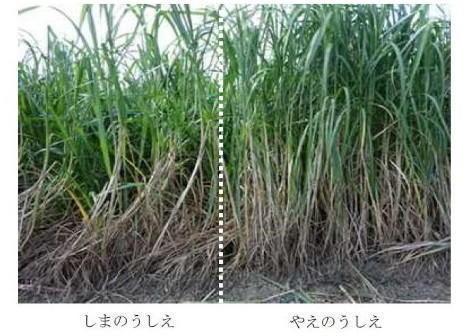 図2 一番草収穫期における「しまのうしえ」(左側)と「やえのうしえ」(右側)の草姿