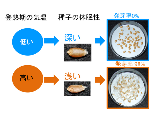 図1 登熱気温と種子休眠性