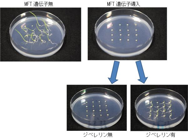 図2 小麦MFT遺伝子の発芽抑制効果