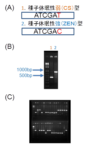 図3 小麦MFT遺伝子のDNAマーカー