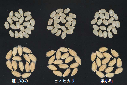 写真2.籾(下)と玄米(上)の比較