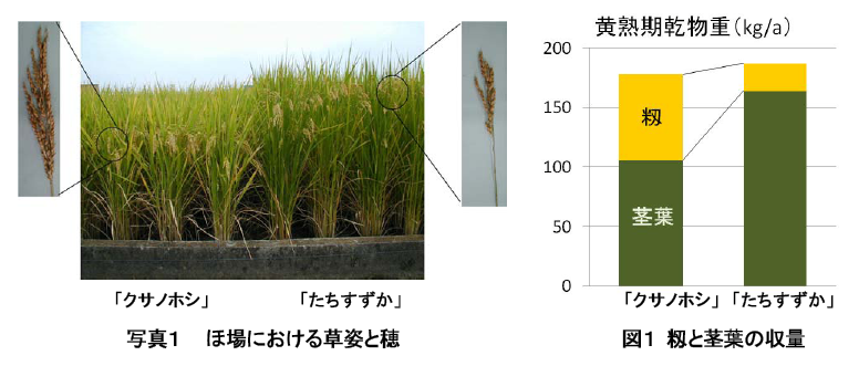 写真1 ほ場における草姿と穂 図1 籾と茎葉の収量