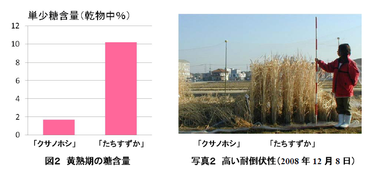 図2 黄熟期の糖含量 写真2 高い耐倒伏性(2008 年12 月8 日)