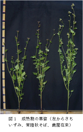 図1.完熟期の草姿(左からさちいずみ、常陸秋そば、鹿屋従来)