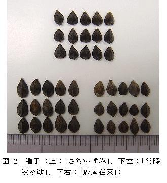 図2.種子(上:「さちいずみ」、下左:「常陸秋そば」、下右:「鹿屋従来」