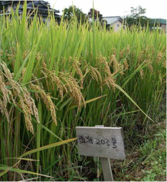 写真1.現地圃場における草姿