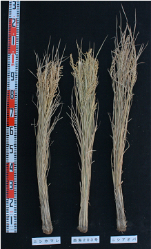 写真2.稲株の比較