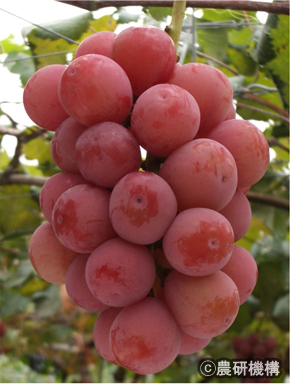 図2 「クイーンニーナ」の果実