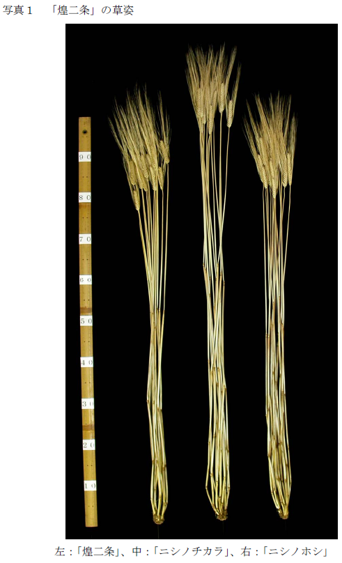 写真1 「煌二条」の草姿