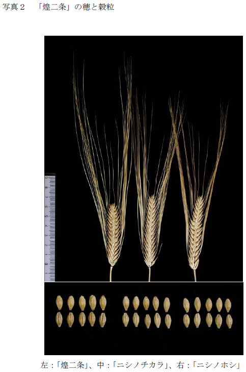 写真2 「煌二条」の穂と穀粒