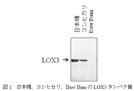 図1.日本晴、コシヒカリ、Daw DamのLOX3タンパク質