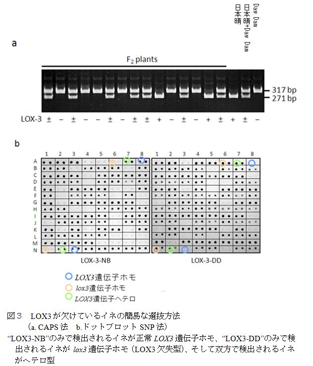 図3.LOX3が欠けているイネの簡易な選抜方法