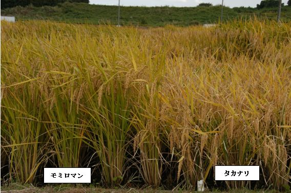 写真1.モミロマンの圃場における草姿