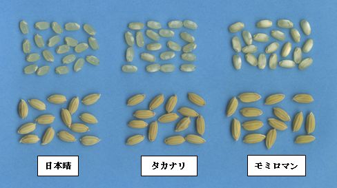写真2.モミロマンの籾と玄米