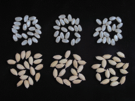 写真1.越のかおりの籾と玄米