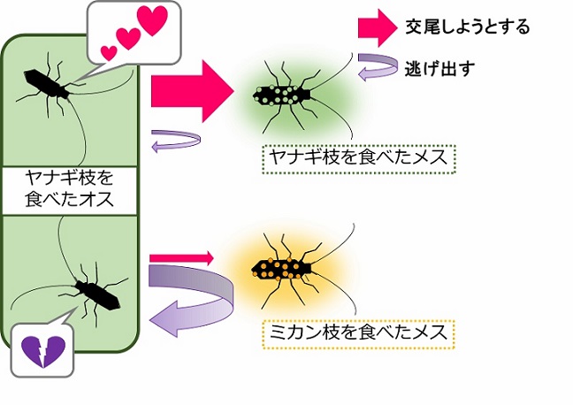 参考図1エサの違いによるオスの交尾行動の違い