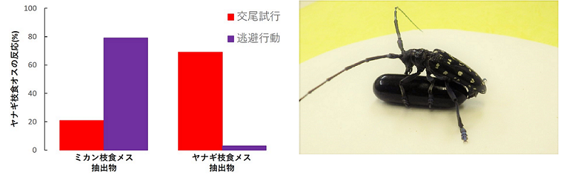 参考図2 ヤナギ枝を食べていたオスがダミーメスに示す反応