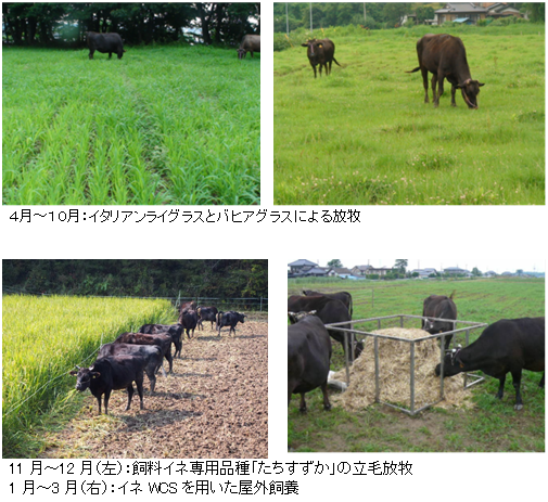 図2 牧草と飼料イネを組み合わせた水田通年放牧体系