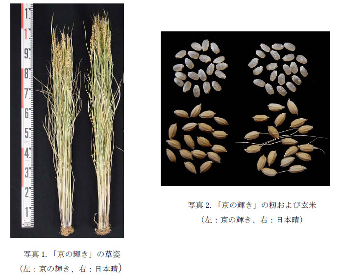 写真1.「京の輝き」の草姿 写真2.「京の輝き」の籾および玄米