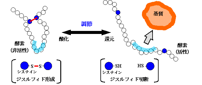 図 ジスルフィド結合