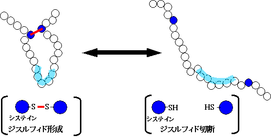 図 ジスルフィド結合