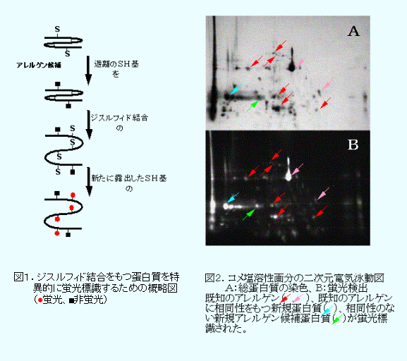図 ジスルフィド結合をもつ蛋白質を特異的に蛍光標識するための概略図