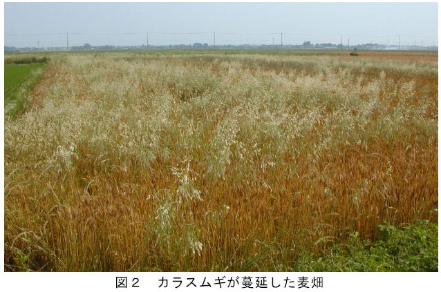 図2 カラスムギが蔓延した麦畑