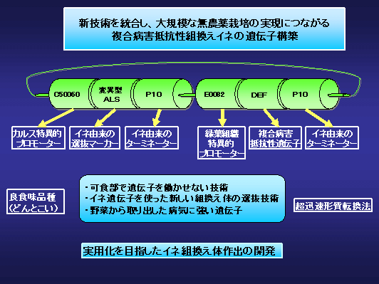 図1 新技術を統合し、大規模な無農薬栽培の実現につながる複合病害抵抗性組換えイネの遺伝子構築