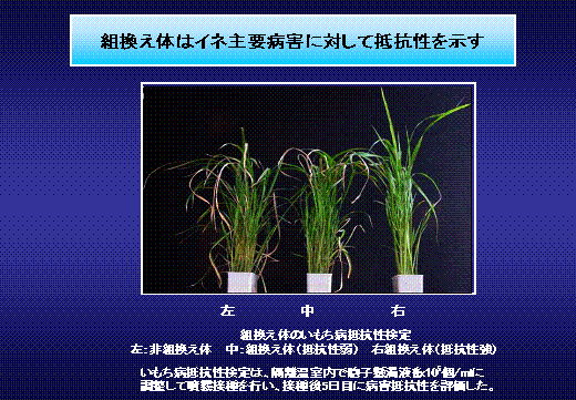 図2 組換え体はイネ主要病害に対して抵抗性を示す