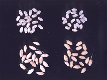 図1 「春陽」の籾と玄米