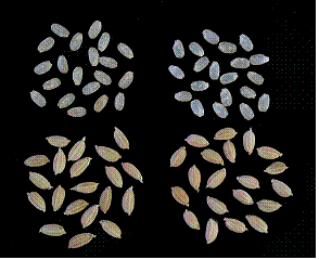 写真1 「あゆのひかり」の籾と玄米