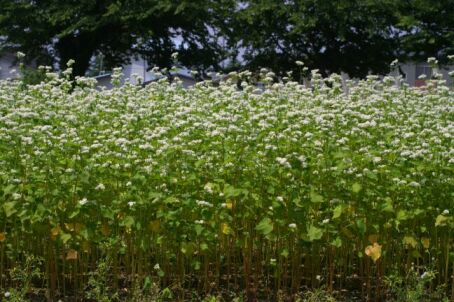 図1 「なつみ」の草姿(育成地、2006年6月)