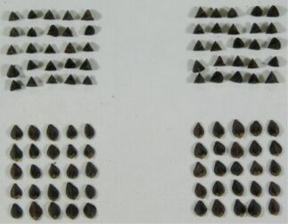 図3 「なつみ」の種子の形態(左:なつみ、右:しなの夏そば、育成地、2006年4月播種)