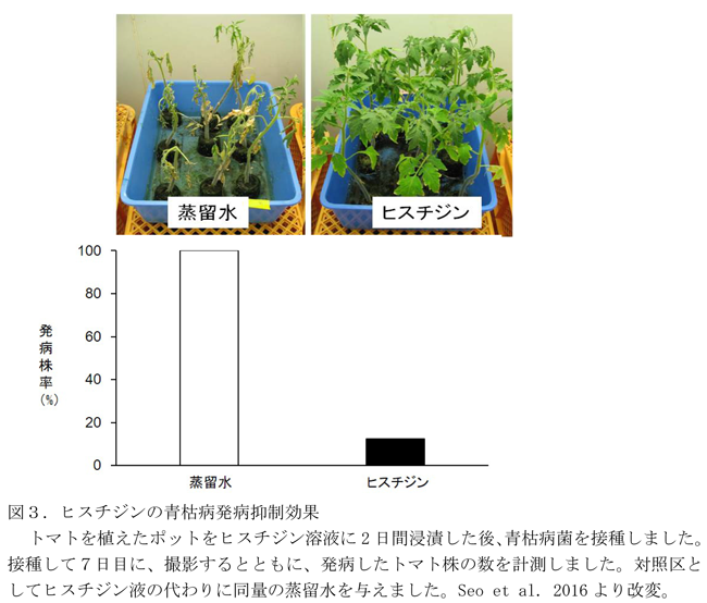 図3.ヒスチジンの青枯病発病抑制効果