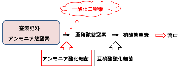 図1 土壌中の硝化反応と窒素の動き