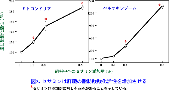 図2 セサミンは肝臓の脂肪酸酸化活性を増加させる