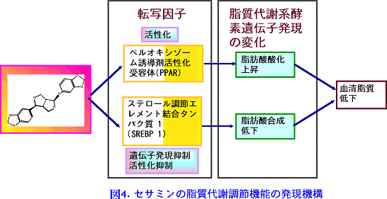 図4 セサミンの脂肪代謝調節機能の発現機構