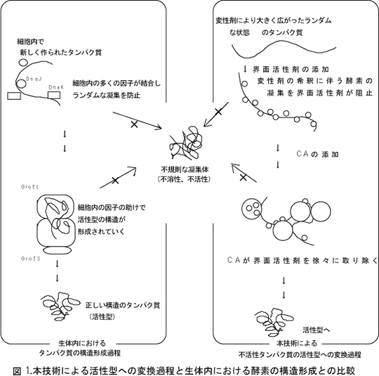 図1 本技術による活性型への変換過程と生体内における酵素の構造形成との比較