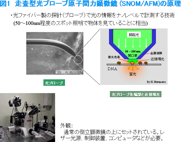 図1 走査型光プローブ原子間力顕微鏡(SNOM/AFM)の原理