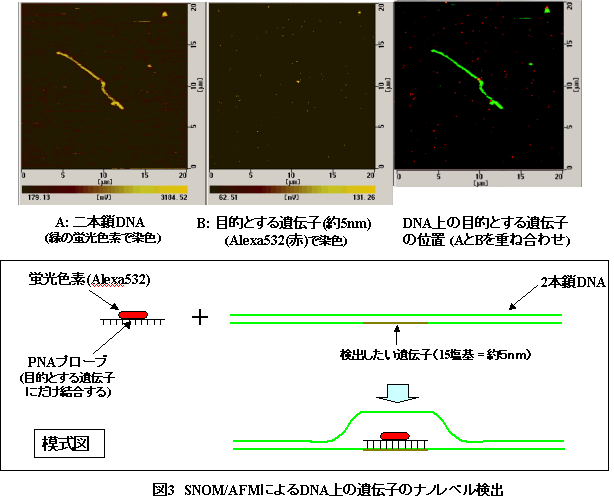 図3 SNOM/AFMによるDNA上の遺伝子のナノレベル検出