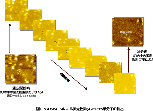 図4 SNOM/AFMによる蛍光色素(Alexa532)単分子の検出