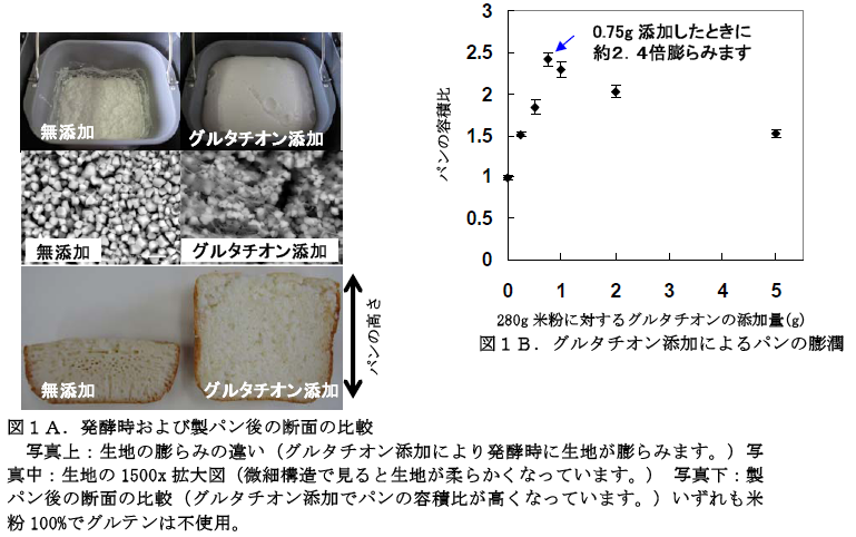 図1A 発酵時および製パン後の断面の比較 図1B グルタチオン添加によるパンの膨潤