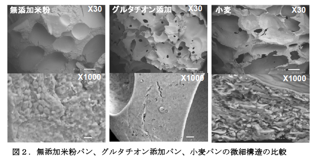 図2 無添加米粉パン、グルタチオン加パン、小麦パンの微細構造の比較