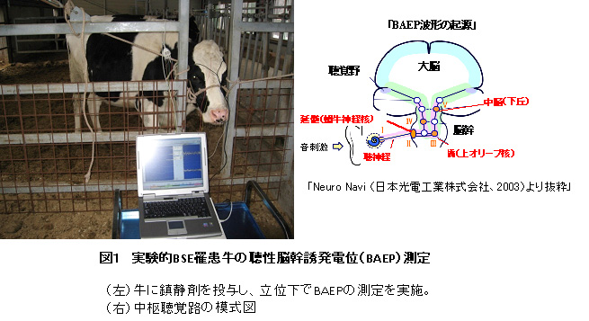 図1.実験的BSE罹患牛の聴性脳幹誘発電位(BAEP)測定