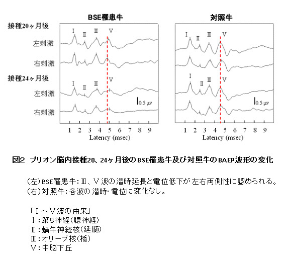 図2.プリオン脳内接種20、24ヶ月後のBSE罹患牛および対照牛のBAEP波形の変化