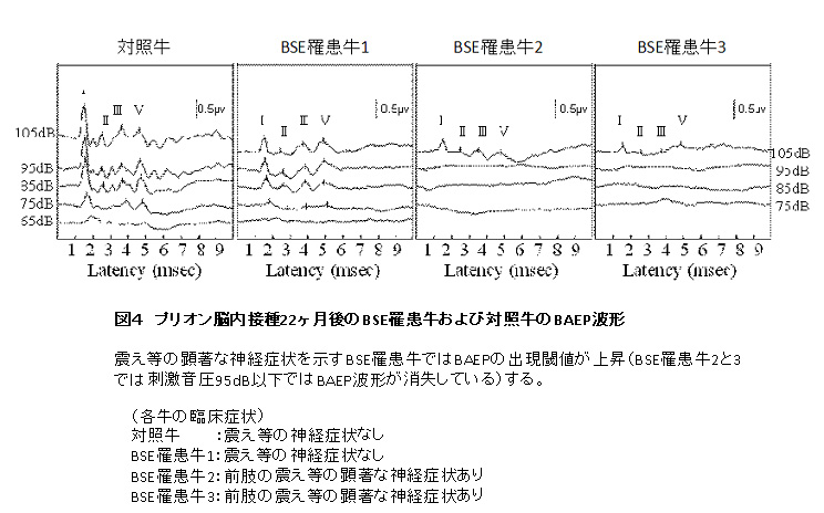 図4.プリオン脳内接種22ヶ月後のBSE罹患牛および対照牛のBAEP波形