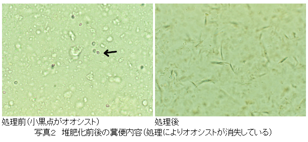 写真2 堆肥化前後の糞便内容(処理によりオオシストが消失している)