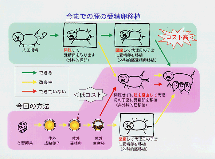 資料1 今までの豚の受精卵移植