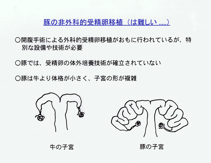 資料2 豚の非外科的受精卵移植は難しい